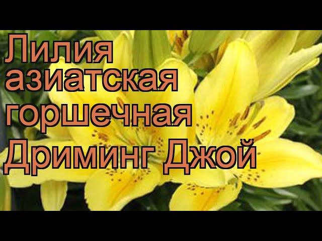 Лилия азиатская горшечная (lilium asiatic dreaming joy)  лилия обзор: как сажать луковицы лилии