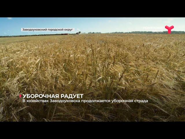 В хозяйствах Заводоуковска продолжается уборочная страда