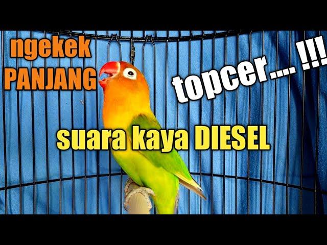 NGEKEK PANJANG. LOVEBIRD MANA YANG GAK NYAUT IKUTAN NGEKEK SETELAH mendenGar LB SATU INI