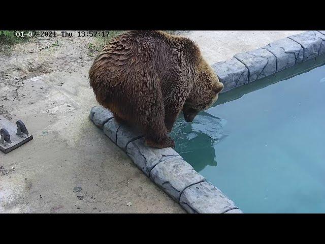 Мансур - "А что это за штучка? Надо бы её помыть."