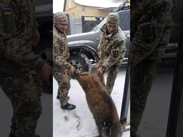 Как егеря вепря воровали.