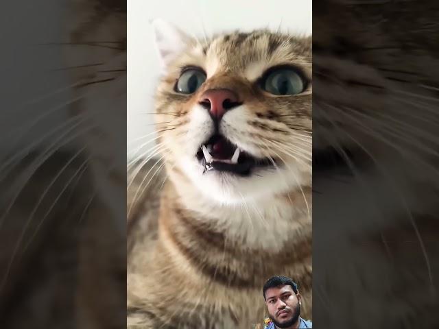 Kitten meowing to attract cats