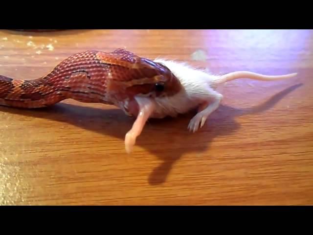 Baby Corn Snake Swallows Live Mice HD