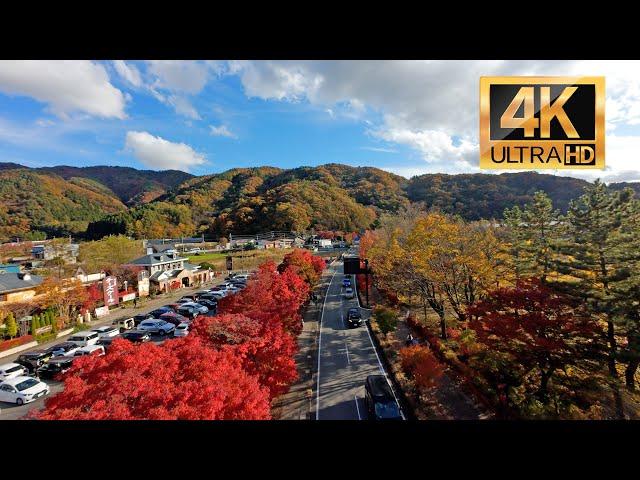 2024河口湖の紅葉 (4K-HDR, FPV ドローン) Autumn Foliage At Lake Kawaguchi