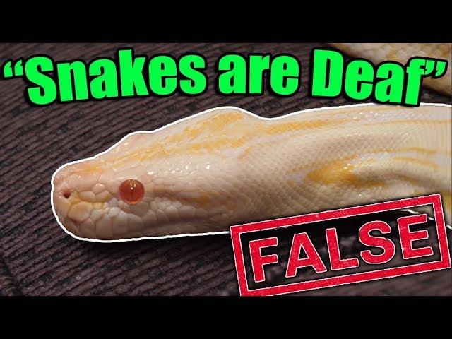 8 MORE Common Reptile Myths DEBUNKED!