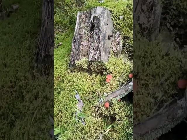 #nature
