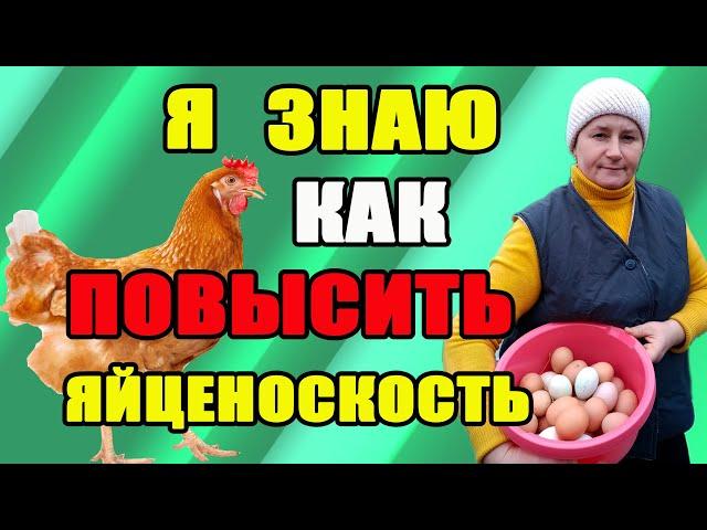 Я знаю, как повысить яйценоскость кур.