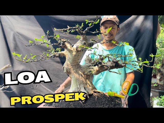 Cek Harga Bonsai jumbo2 Di Pak Chamim