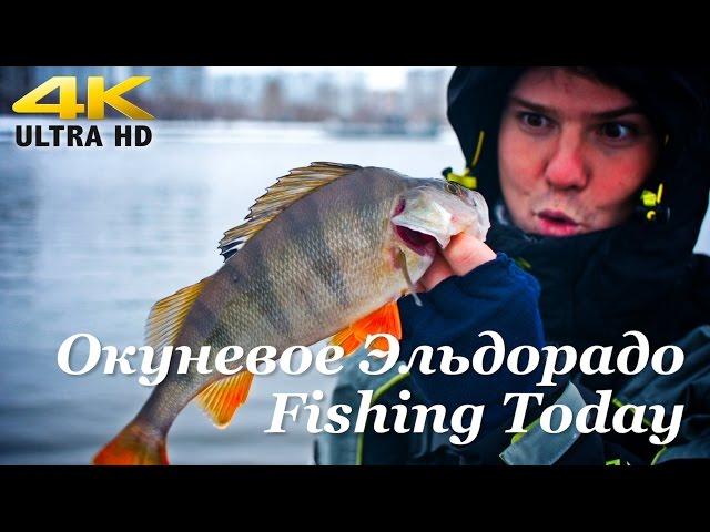 Окунёвое эльдорадо на Москве Реке - Fishing Today