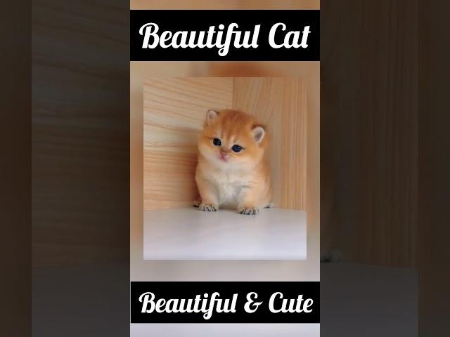 Beautiful Cat #beautiful #cat #animal #blogr #viralshorts #videoshort