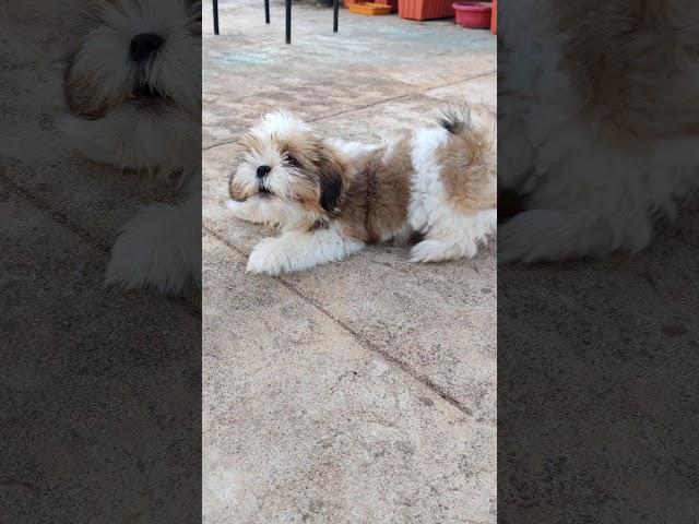 Shih tzu barking