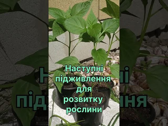 #розсада #підживлення