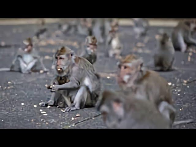 The 100th Monkey Effect - Collective Consciousness