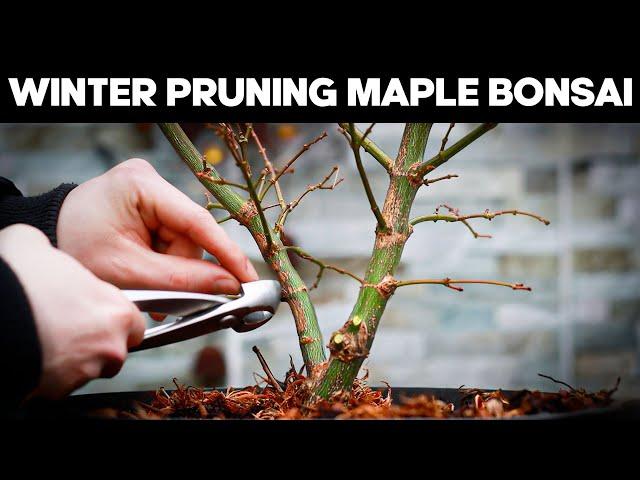 How To Prune Japanese Maple Bonsai in Winter️