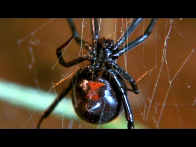 Facts About Spiders  - Secret Nature | Spider Documentary | Natural History Channel