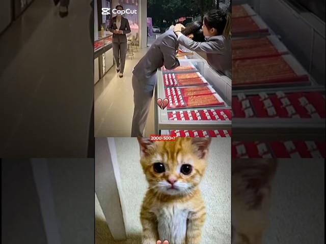 Meme Aura.... ||Ohio cat reaction #popular #memes #cat #memes #cute #funny