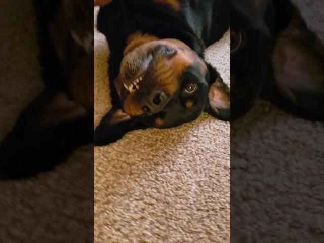 Silly Dog! Bosco being Silly - Look at that Face #shorts #dogs #goofy #teeth #dogsofyoutube