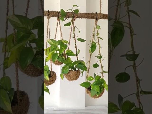 #garden4u #plant #houseplant #houseplants #plants #indoorplants #diy #garden