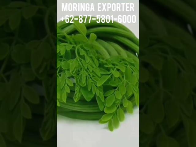 moringa Indonesia exporter.  for more information +6287865026222