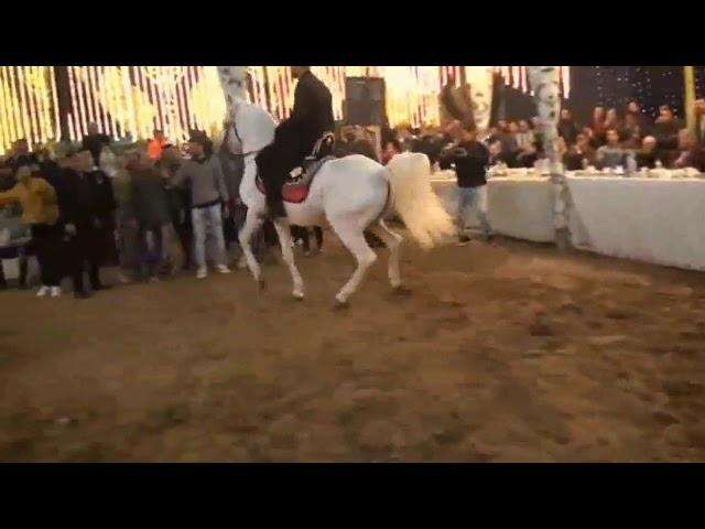 Arabian Horse dancing in Egypt