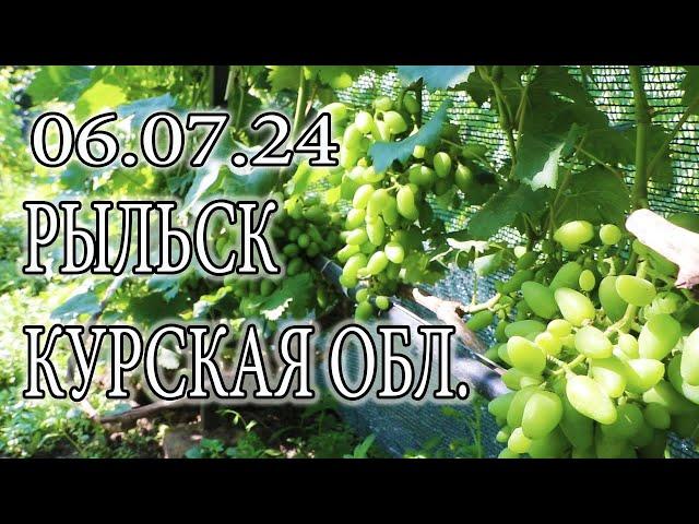 ВИНОГРАДНИК 06 07 24  КУРСКАЯ ОБЛ