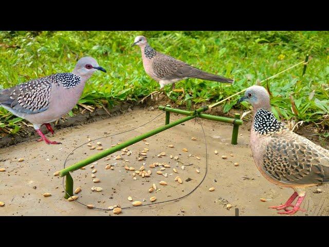 Bird trap in Gabir forest