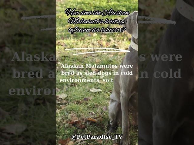 How does the Alaskan Malamute’s heritage influence its behavior #immersive #asmr #dog #fory SPA DAY