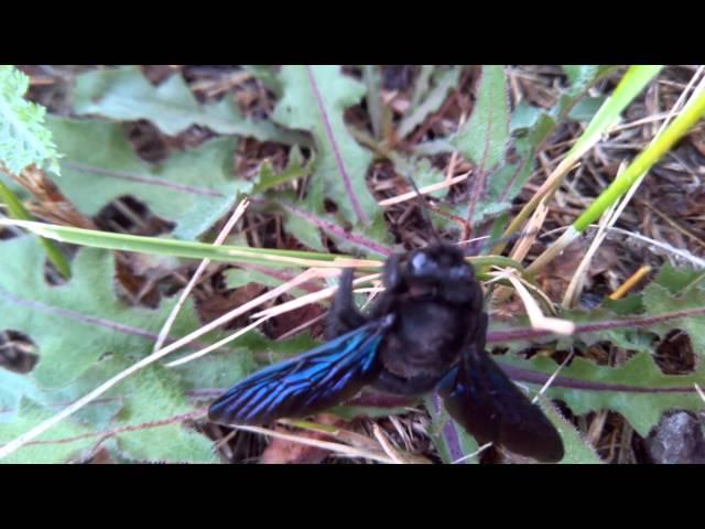 Carpenter bees (blue bee) Пчела-плотник ксилокопа