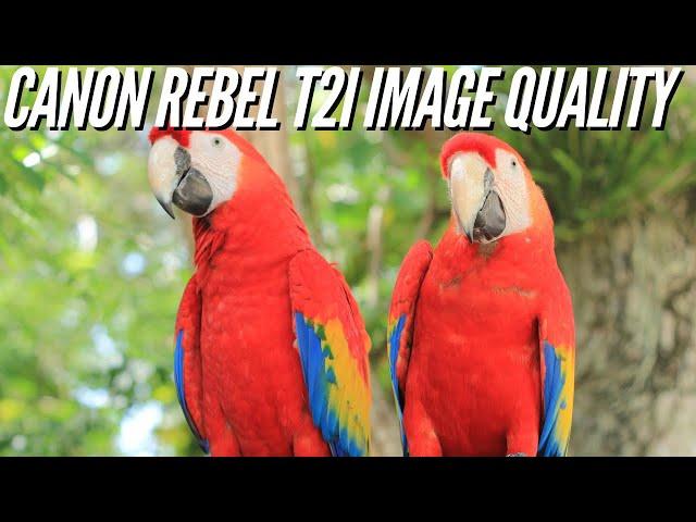 Canon Rebel T2i  Sample Photography - Image Quality