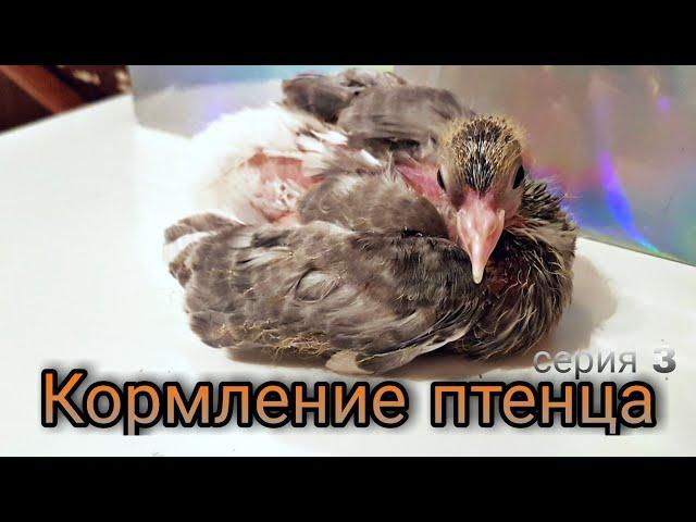 Кормление птенца.Пискун голубя 18 дней.Feeding the chick.Pigeon squeaker 18 days