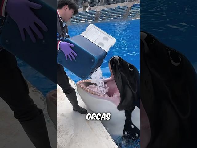 Orcas Eating Ice Explained #shorts #orca