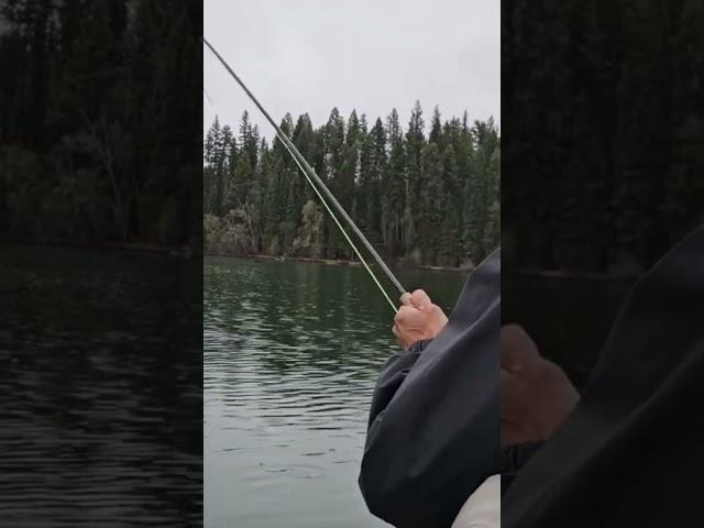 Tight line slaying Trout