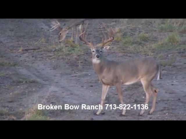 Golden Triangle Hunting - South Texas Whitetail Deer