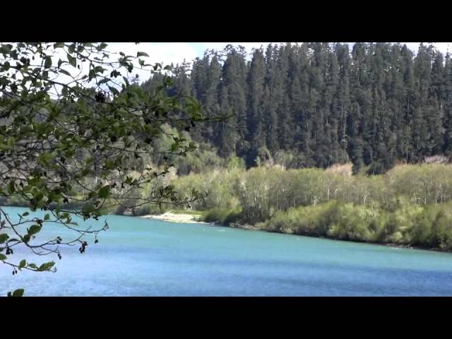 Sustainable Redwood Farming: The Yurok Tribe