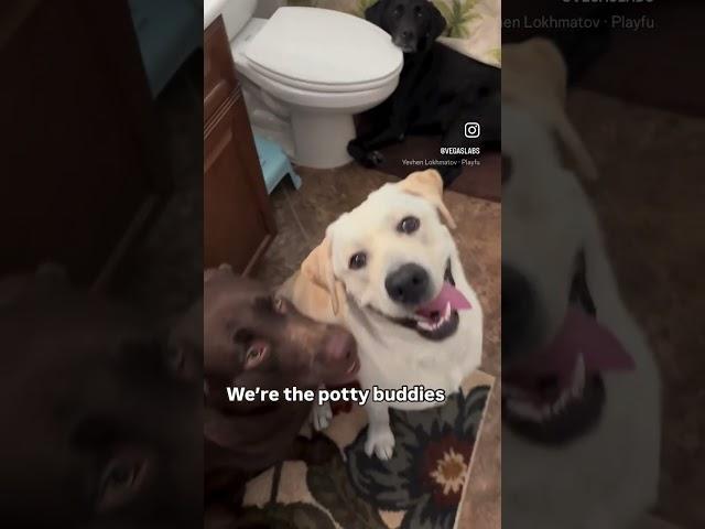 Labs, The Potty Buddies