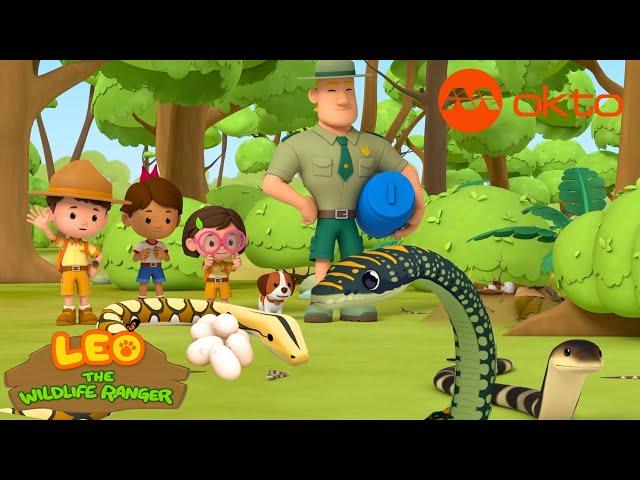 Don't get TOO CLOSE to the SNAKE! | Leo the Wildlife Ranger Compilation | @mediacorpokto