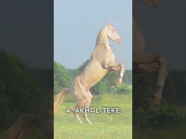 DUNYODAGI ENG CHIROYLI OTLAR