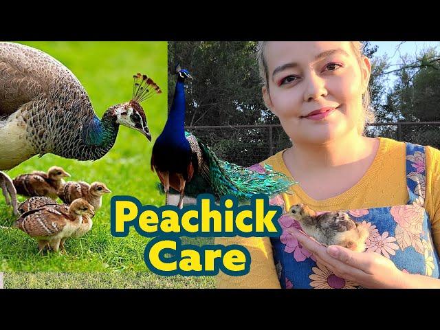 Peachick Care