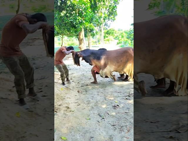 Best funny cow #funny #comedy #viralvideo #video #shortvideo #shorts