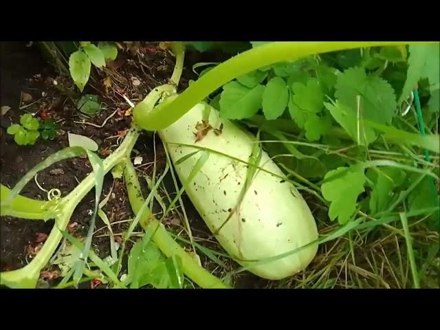 ЭЛЕКТРОГРЯДКА атмосферное электричество