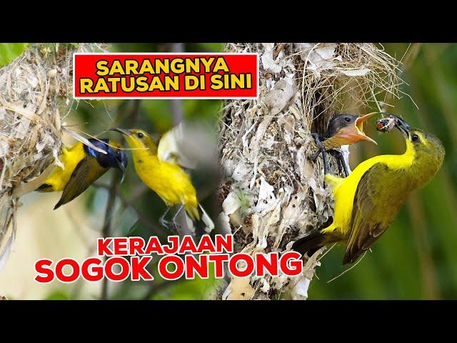 KERAJAAN BURUNG SOGOK ONTONG LIAR - SARANG BEJIBUN DI POHON RENDAH  #BEBAS NANGKEP SIAP BAYAR DENDA