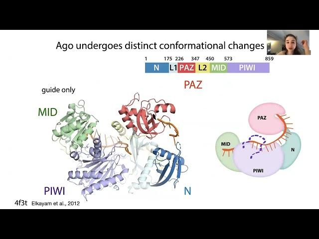 Protein flexibility, conformational changes, and intrinsically disordered regions (IDR's)