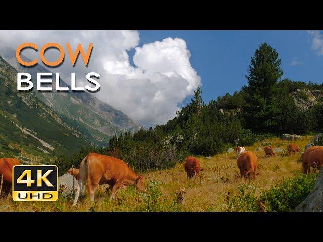 4K Mountain Cows - Cowbell Sounds - Relaxing Animals & Nature Video - Ultra HD - 2160p