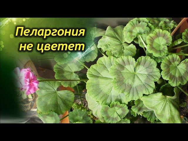 Как заставить Герань цвести? Как добиться обильного цветения Пеларгонии?