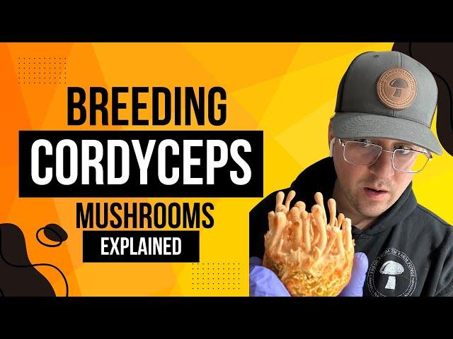 Breeding Cordyceps Mushrooms Explained