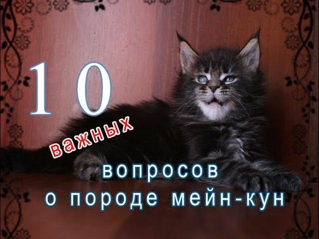 10 важных ВОПРОСОВ о породе мейн-кун / питомник мейн-кунов  Лирикум