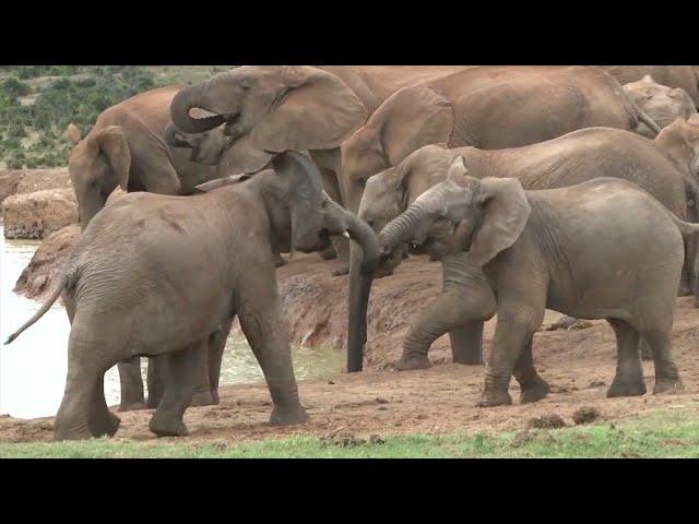 Addo National Park video - (Elephants; Lions; Buffalos; Kudu and many other wildlife)