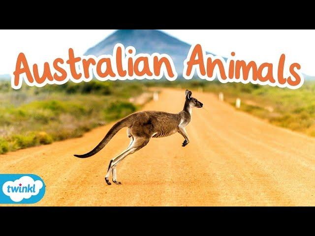 What Are Native Animals of Australia? All About Australian Animals for Kids