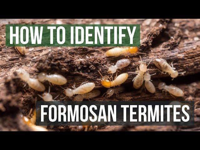 How to Identify Formosan Termites