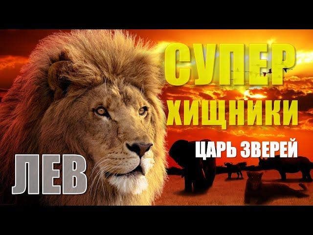 ЛЕВ - ЦАРЬ ЗВЕРЕЙ. СУПЕР ХИЩНИКИ.  #лев #африка #leo #nationalgeographic